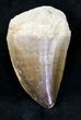 Mosasaur (Prognathodon) Tooth #20229-1